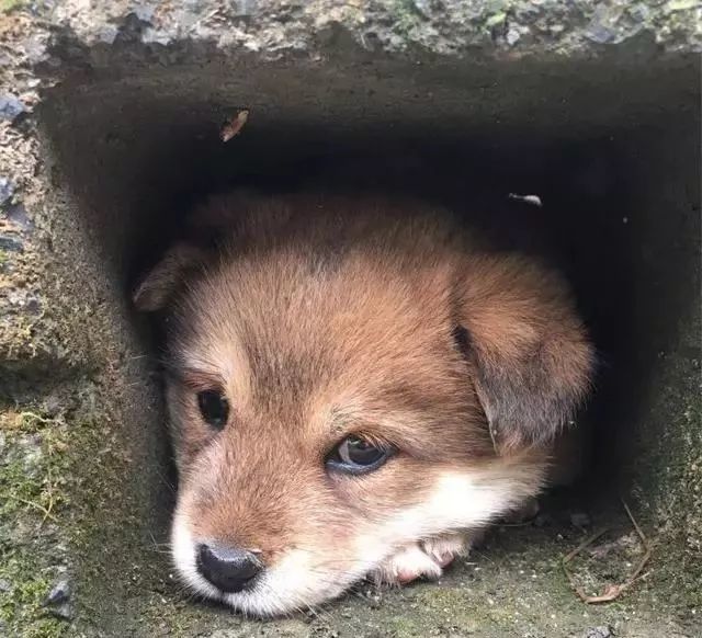 姐姐给我了一个麻袋 竟然是一只发抖中华田园幼犬 颜值也太高了