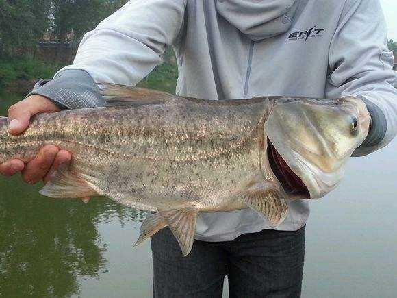 四,浮漂的吃铅一定要大经常有钓友说,钓鲢鳙打浮,不好调漂,为什么呢?