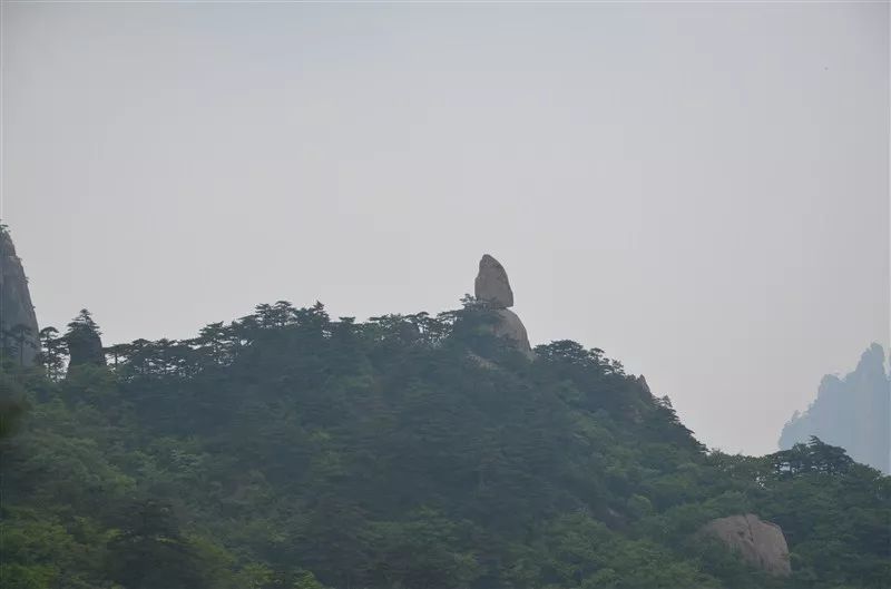 红楼梦 第五十八回杏子阴假凤泣虚凰茜纱窗真情揆痴理 腾讯新闻