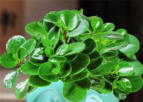 豆瓣绿这么养,长得肥绿又茂盛,油绿绿一大片
