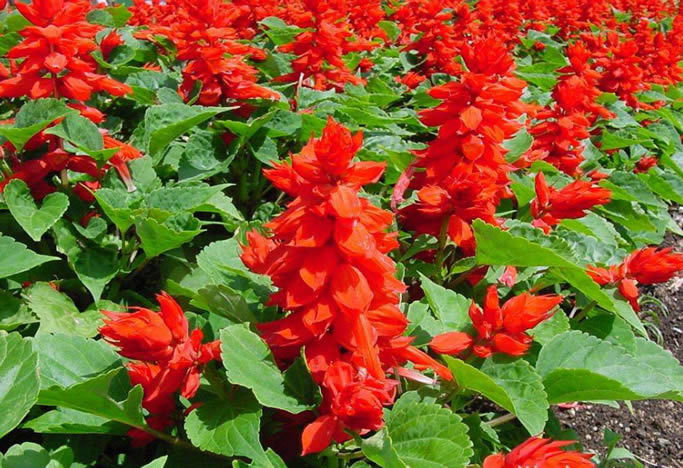 花期很长的"一串红",一开3个月,开花不断不易谢,盆栽太漂亮