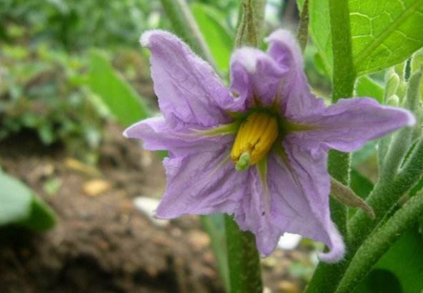 茄子开花期能施肥吗 为何茄子在开花期施肥后落花很严重 腾讯网