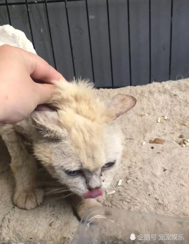 流浪猫瘦骨如柴 全身排骨突出 一吃罐头狼吞虎咽 腾讯网