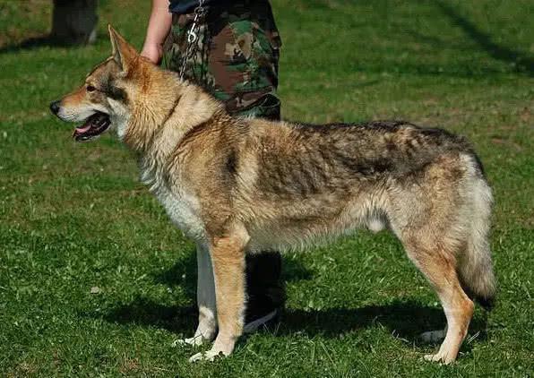 还有就是狼犬,由狼爸爸和狗妈妈产生的爱的结晶,牵在军哥哥手里,是不
