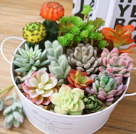 这3种多肉植物 小时候无害 长大变 毒物 孩子要小心