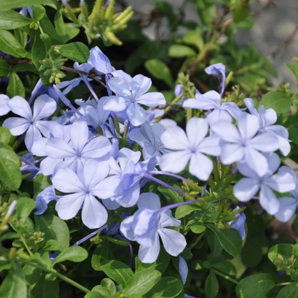 美しい花の画像 これまでで最高の花夏