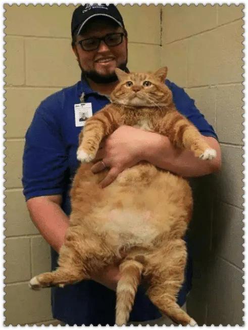 有种硬汉叫"巨石强森"家的橘猫,看到模样后,网友:10个我也打不过