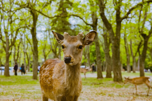 中国游客最爱的日本公园 奈良小鹿萌萌哒 却频繁咬伤中国人