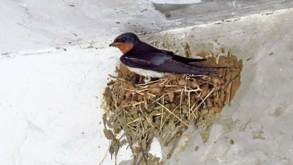 筑巢之地燕子难道还会挑肥拣瘦