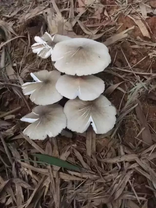 韶关人重要提醒不采摘不食用野生菌菇
