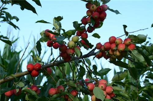 这果子是重要的庭荫树种 也是当下的畅销果品 寿命可达百年以上