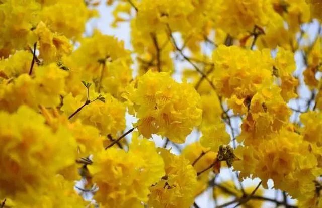 夏天看 黄花 心中明亮 这4种黄色花 开花令人惊艳