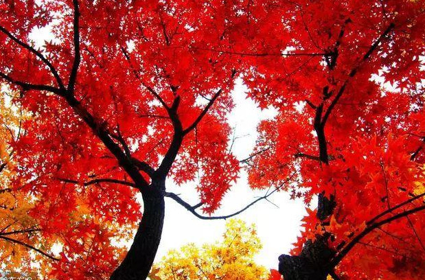 你选择这美丽的风景.这是一个非常强大的人.你拥有远大的志向,.