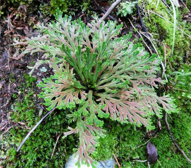 它是九死还魂草儿时山中很常见现在作为观赏盆栽请注意珍惜