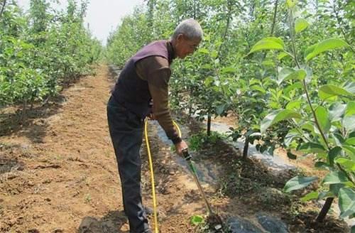 白根有劲 黄根保命 黑根有病 关于果树的根你知道多少 腾讯新闻