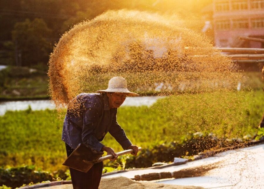 分田到户能让粮食产量大量增加吗?