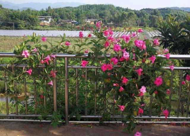 6月种植 飘香藤 温度高开花多 夏季赏花不愁 一茬接一茬