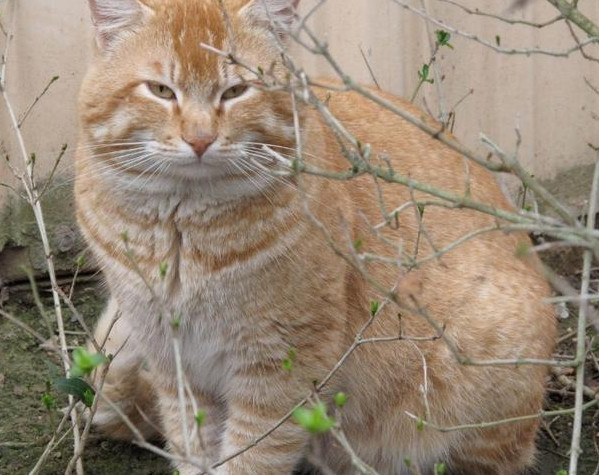 橘猫在学校 骗吃骗喝 结果成了大胖猫 学校贴告示劝诫喂猫 腾讯网