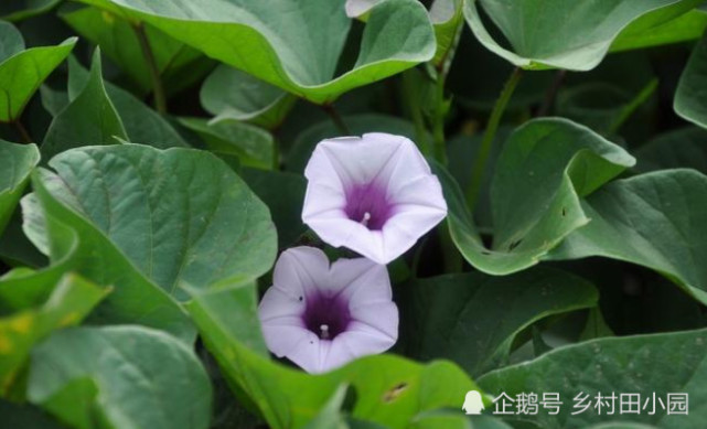 腾讯内容开放平台