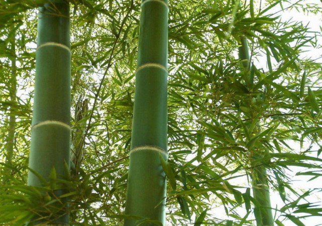 竹子也能结出果实和大米?看到实物后,网友直呼:能吃?
