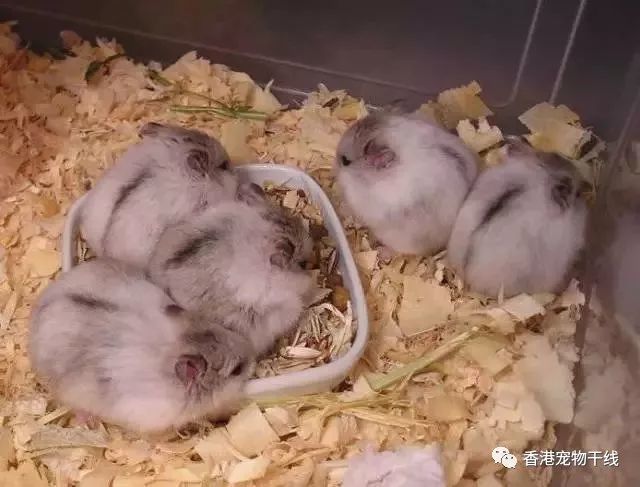 仓鼠变色了是怎么回事?