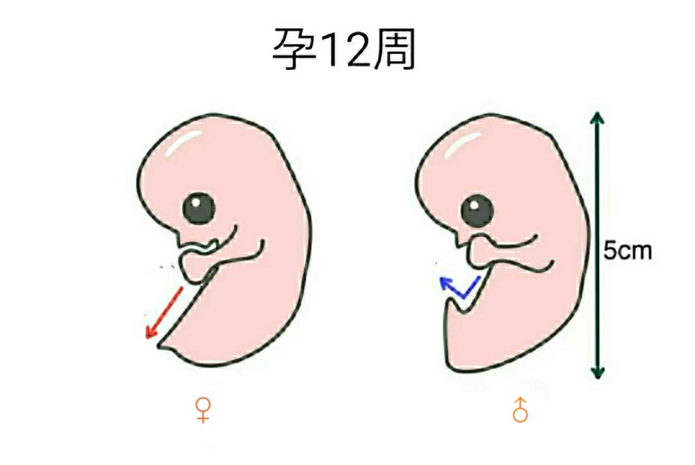 懷孕3個月胎兒變化大:nt圖能看胎兒性別?別說,還真有些門道