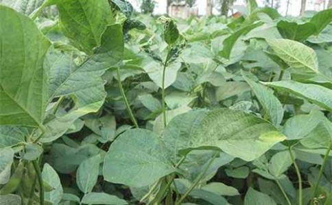 大豆花叶病毒病有植物癌症之称 该如何进行科学的防御
