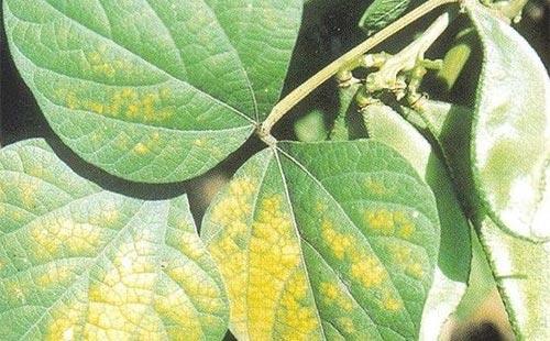 大豆花叶病毒病有植物癌症之称,该如何进行科学的防御?