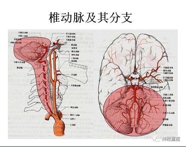 解剖 有用的脑血管解剖ppt~一起来学习