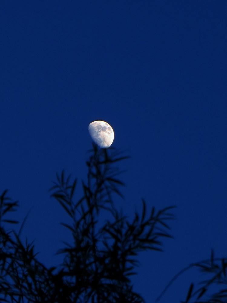 李说一邀对之写月明星稀 院内梧桐树影稀疏的上联 月转梧桐树影