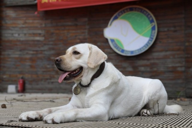 导盲犬找新家 广州导盲犬基地月底搬迁 目前仍未找到新场地 腾讯网