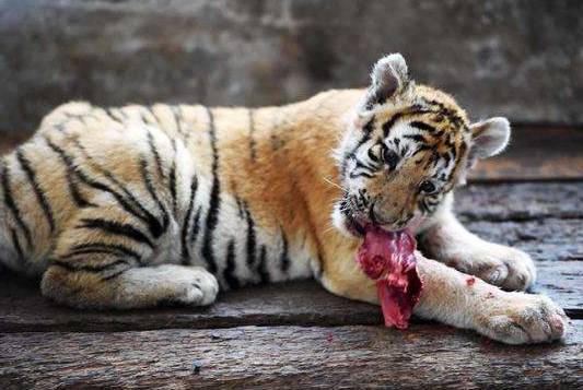 食肉动物只吃肉,为什么还能生龙活虎,它们真的不需要吃素吗?