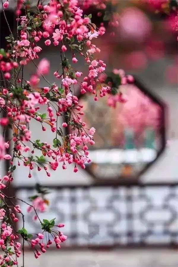 树叶较多,采取上下呼应的构图方式,应用主体之外的元素,增添画面的