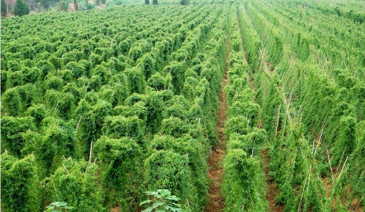 山药原名薯蓣,因薯蓣二字在唐,宋时分别同两位封建帝王的名字同音