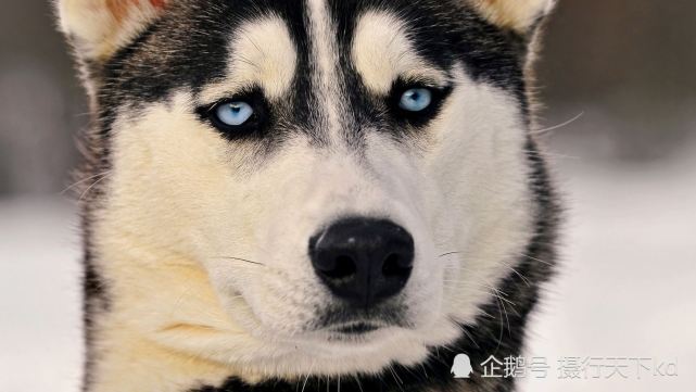 养狗的注意 6月起 吉林市禁养70种犬 哈士奇在列