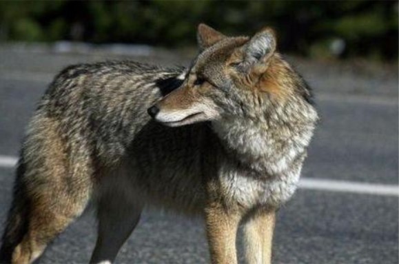 狼顾之相是什么样子的历史上谁是这种面相