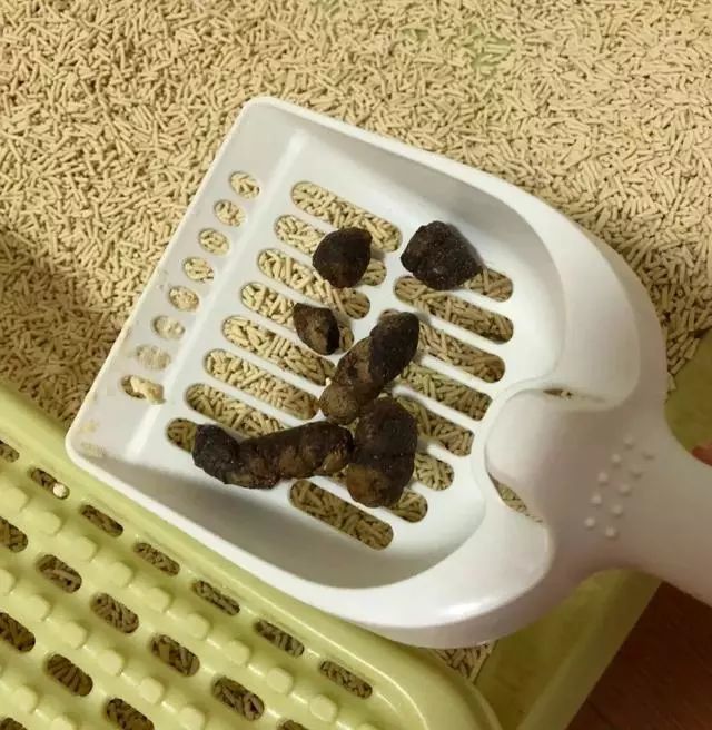 辟谣:猫咪大便干燥不一定就是便秘!真正的便秘应该注意这几点-看点快