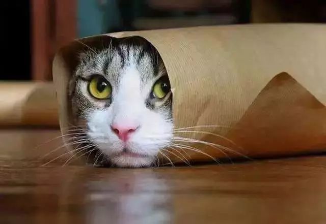 あいの動物病院腫瘍成績