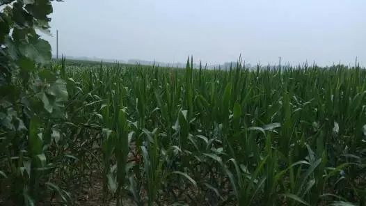 玉米|玉米、大豆、花生控旺技术大全！看完再也不作难！