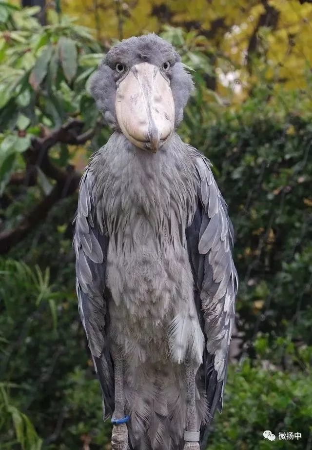 這隻臉上長鞋的大怪鳥, 英文名shoebill(鞋子嘴),像被荷蘭人的木鞋砸