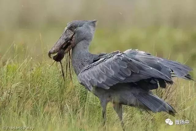 聽說過叫鞋子嘴的鳥嗎?恐怕是世界上最傻的鳥了,超治癒