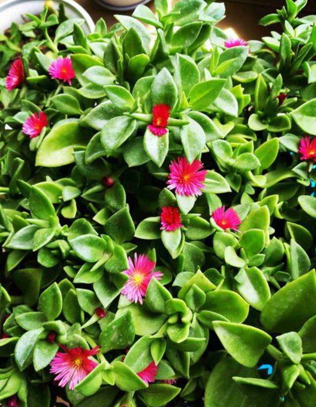 牡丹吊兰夏季养殖有方法长势旺开花多还能做菜吃