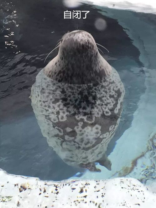 大阪海洋馆的海豹因太胖遭质疑管理员的解释让人傻了命太好