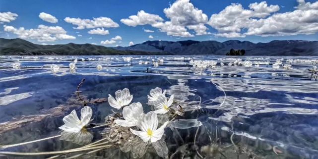 每年都有100萬人搶著去|水性楊花|瀘沽湖景區|湖泊|走婚橋