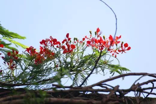 花,随风摇摆,仿佛那几枝早已枯干的残枝,似有不舍,花开花落叶荣枝枯