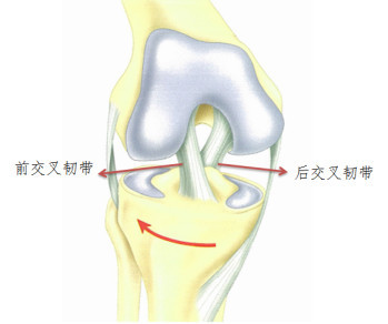 后交叉韧带起止点图解图片