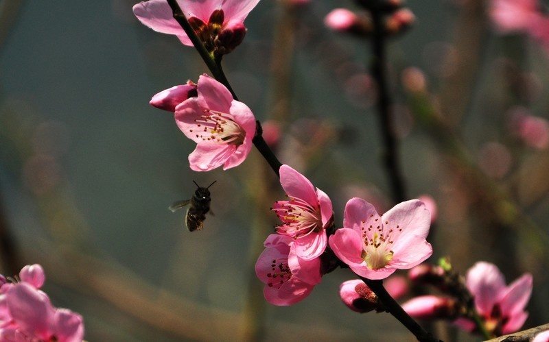 干桃花怎么吃 说出来你们也不相信