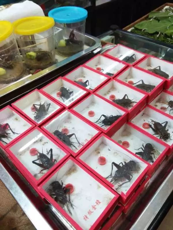 腾讯内容开放平台