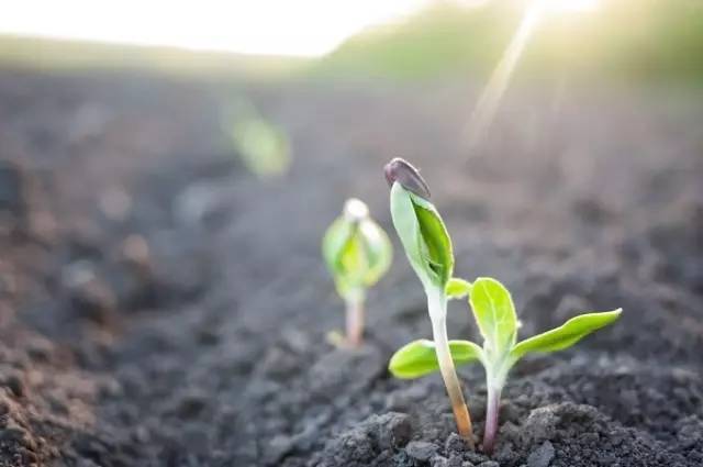 土壤的EC值、pH值不对路怎么办?