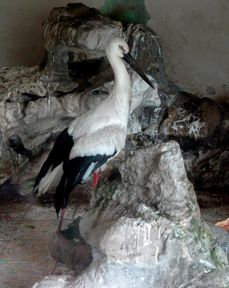 "鸟类大熊猫" 东方白鹳现身宜昌动物园